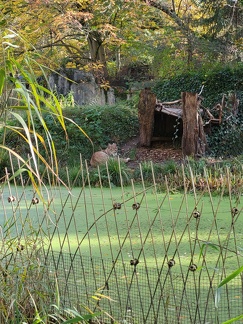 Luchs