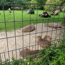 2021 Zoo Dortmund