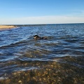 Hundestrand