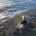 Hundestrand