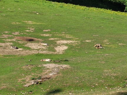 Wuppertal Zoo