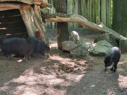 Zoo Duisburg