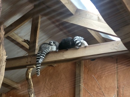 2023 Burger's Zoo Lemuren