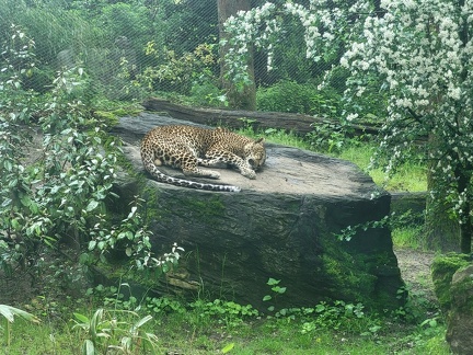 2023 Burger's Zoo Leopard