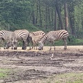2023 Burger's Zoo Zebras