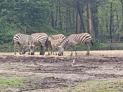 2023 Burger's Zoo Zebras
